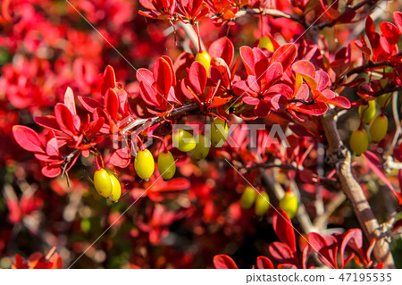 Yellov berries red bush 47195535