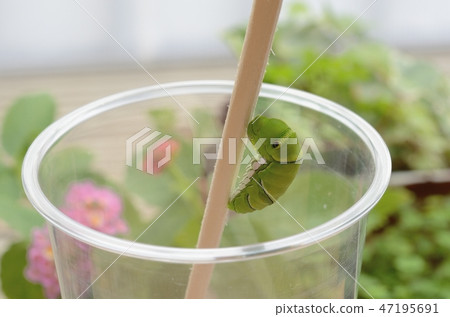 Namiageha forage (2 days on the outpost, morning on the day of hatching) 47195691