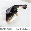 河豚 47196627
