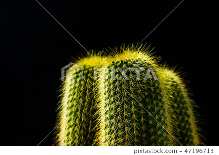 close up cactus on black background close up cactus on black background 47196713