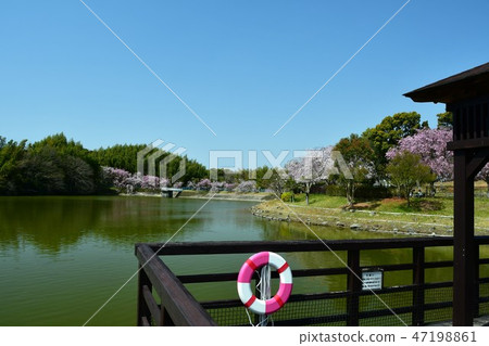 Sakura cherry blossoms in full bloom Sakura cherry blossoms in full bloom 47198861