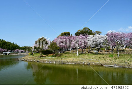 Sakura cherry blossoms in full bloom Sakura cherry blossoms in full bloom 47198862