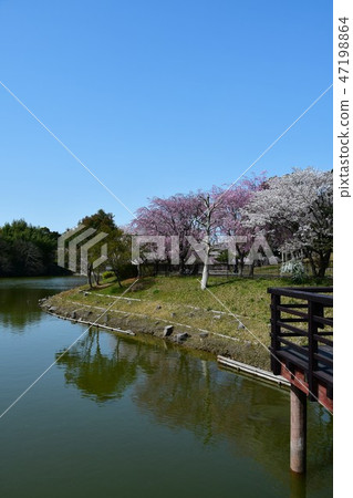 Sakura cherry blossoms in full bloom Sakura cherry blossoms in full bloom 47198864