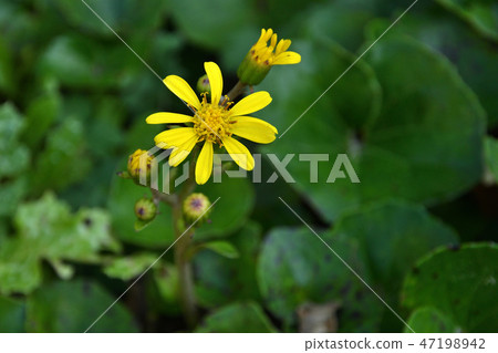 植物:Tsuwakobikikikiku 植物:Tsuwakobikikikiku 47198942