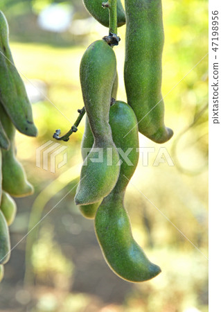 Plant: Hassame beans Plant: Hassame beans 47198956