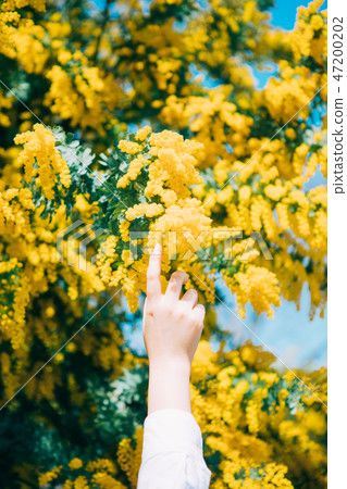 Mimosa and female hands 47200202