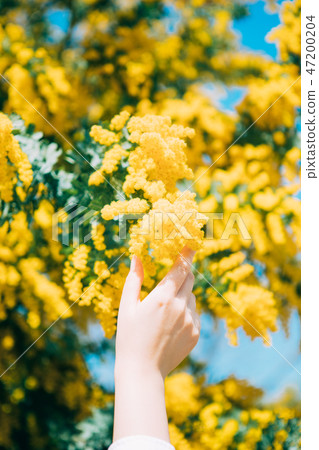 Mimosa and female hands 47200204