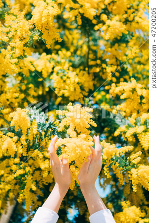 Mimosa and female hands 47200205