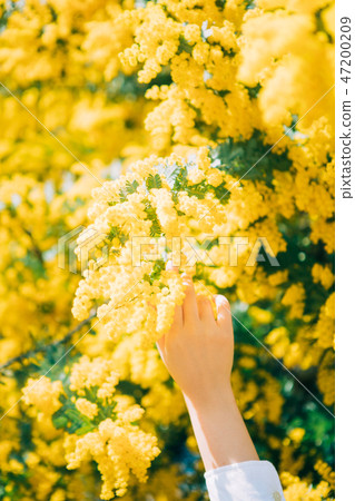 Mimosa and female hands 47200209