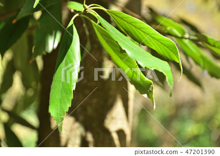 Tree: Arakashi beech family 47201390