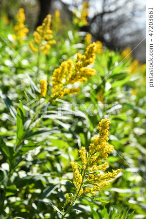 Plant: Solidago altissus 47203661