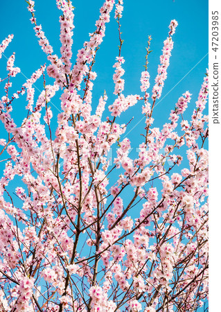Blossom tree with pink flowers in garden and sky. Blossom tree with pink flowers in garden and sky. 47203985