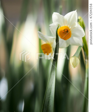 Daffodils Daffodils 47204358