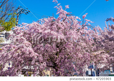 Shibare Sakura Park in Higashi Osaka 47205903