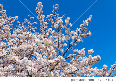 Sakura in the park Higashi Osaka Ishikiri 47206105