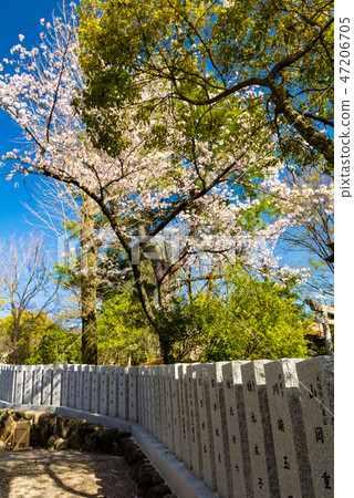 Cherry blossoms at Ishigiri Shrine 47206705