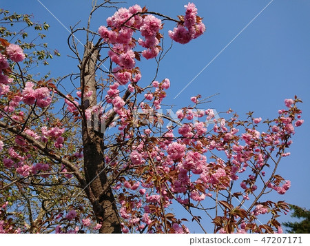 Double cherry blossoms in full bloom 47207171