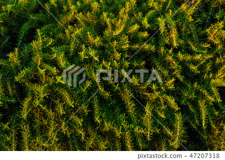 Wild Rosemary Herb Wild Rosemary Herb 47207318