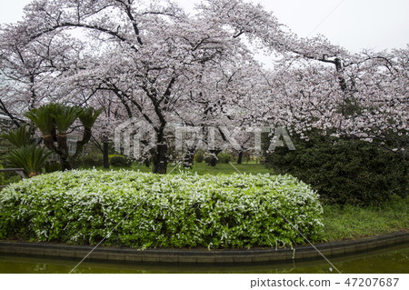 櫻花在京都府植物園 47207687