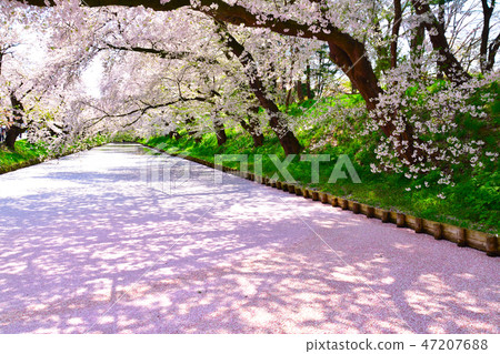 Sakurakage弘前公園 47207688