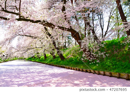 Sakurakage弘前公園 47207695