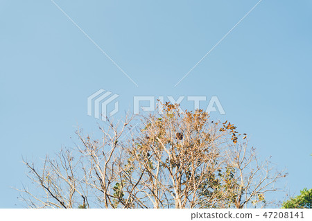 Fresh sky and branches sky blue Fresh sky and branches sky blue 47208141
