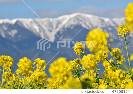 多雪的山和強姦開花風景 多雪的山和強姦開花風景 47208594