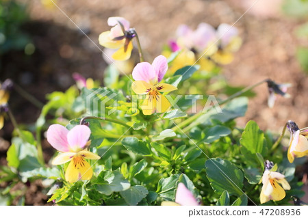 Viola flowers 47208936