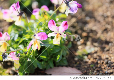 中提琴花 47208937