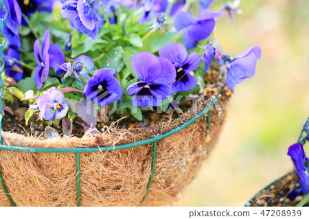 中提琴花 中提琴花 47208939