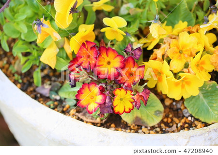 報春花的花 47208940