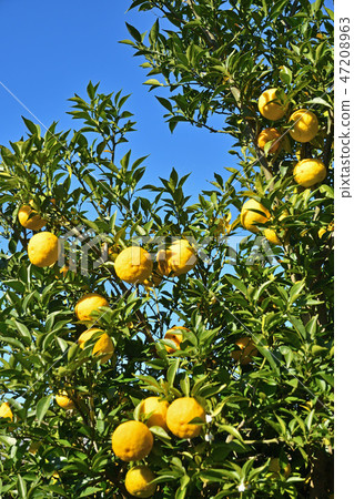 Mashiko walk: Natsumikan Tangerine family Mashiko walk: Natsumikan Tangerine family 47208963