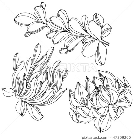 Vector Succulent floral botanical flower. Black and white engraved ink art. Isolated succulents 47209200