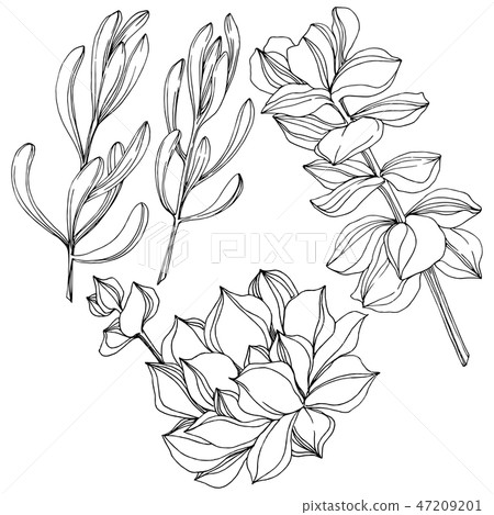 Vector Succulent floral botanical flower. Black and white engraved ink art. Isolated succulents Vector Succulent floral botanical flower. Black and white engraved ink art. Isolated succulents 47209201
