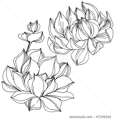Vector Succulent floral botanical flower. Black and white engraved ink art. Isolated succulents Vector Succulent floral botanical flower. Black and white engraved ink art. Isolated succulents 47209202