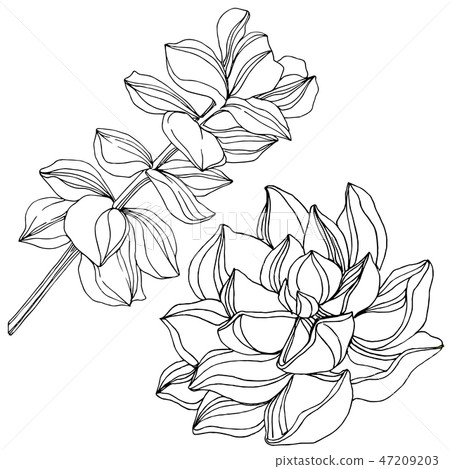 Vector Succulent floral botanical flower. Black and white engraved ink art. Isolated succulents 47209203