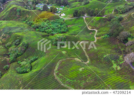 Drone view of Tea plantation in Cameron highlands Drone view of Tea plantation in Cameron highlands 47209214