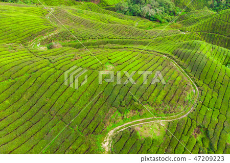 Drone view of Tea plantation in Cameron highlands Drone view of Tea plantation in Cameron highlands 47209223