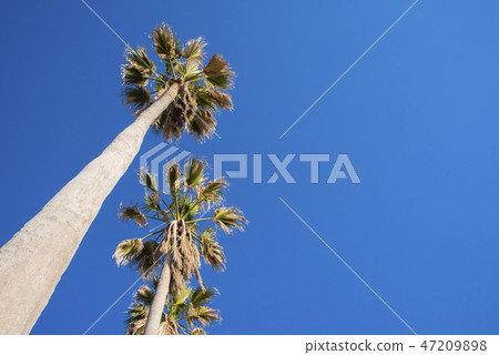 Sunlit palm trees and clear blue sky 47209898
