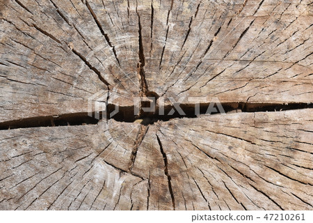 Stump surface Stump surface 47210261