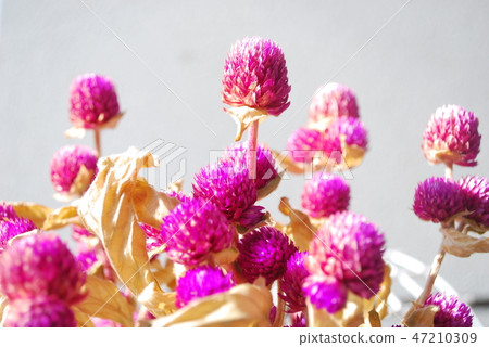 Thousands of red dry 47210309