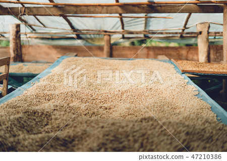 Dried coffee beans And hands are selecting 47210386