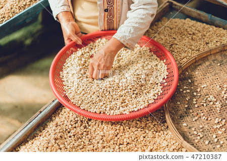 Dried coffee beans And hands are selecting 47210387