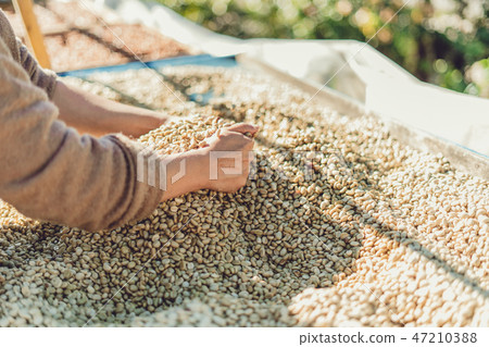 Dried coffee beans And hands are selecting 47210388