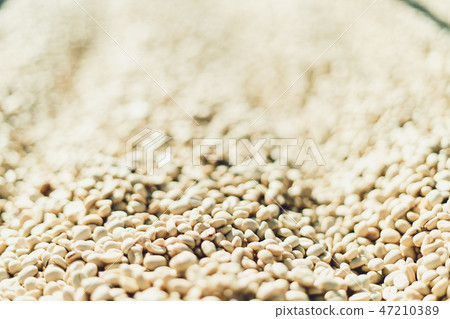 Dried coffee beans And hands are selecting 47210389