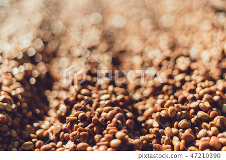 Dried coffee beans And hands are selecting 47210390