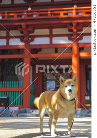 和歌山縣伊東郡高野町高野山竹門和柴犬 47210551
