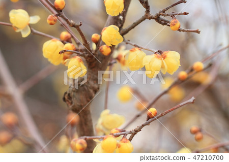 Lobai flower Lobai flower 47210700