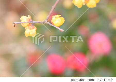 洛白花 洛白花 47210702