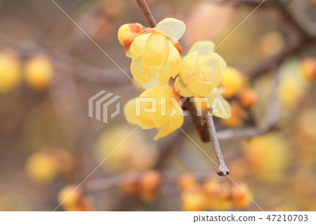 洛白花 洛白花 47210703
